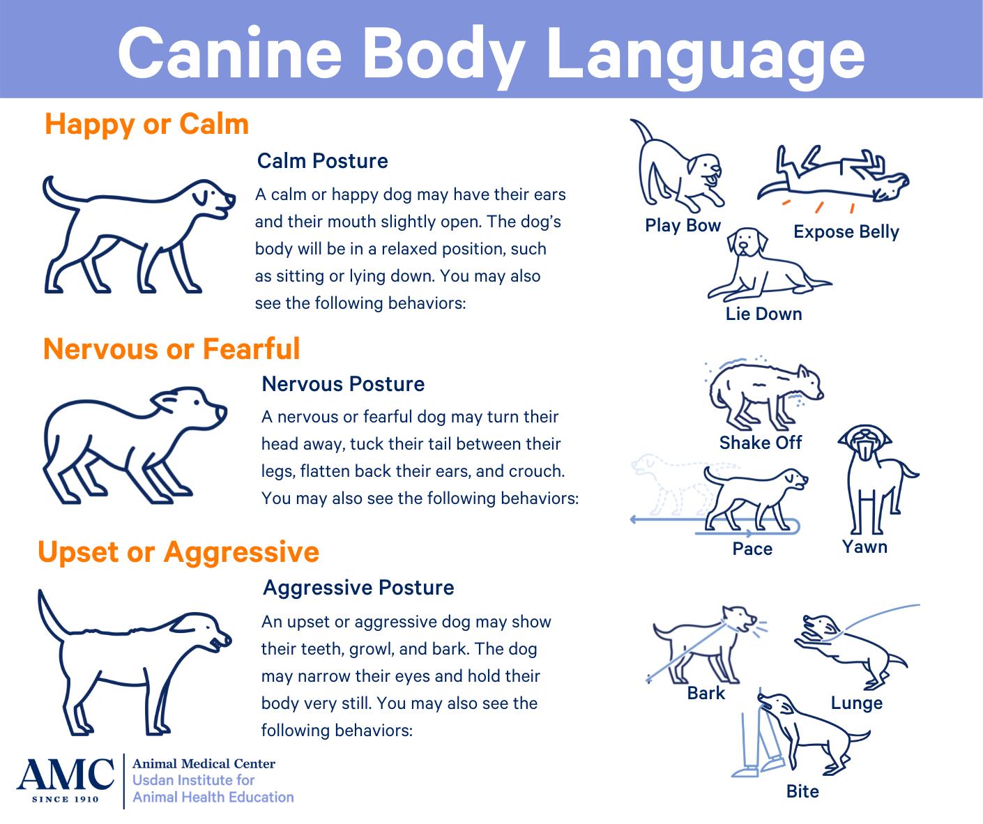 Infographic showing dog body language