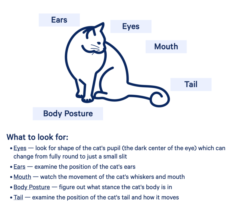 Body Language of Cats The Animal Medical Center