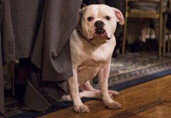 Close up of Sugar the Bulldog