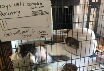 A cat in a pen at home after surgery