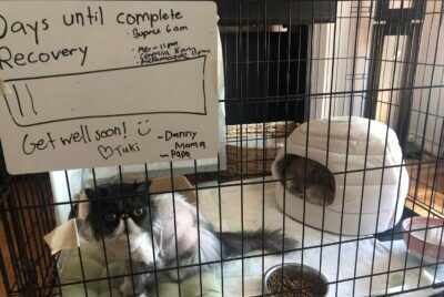 A cat in a pen at home after surgery