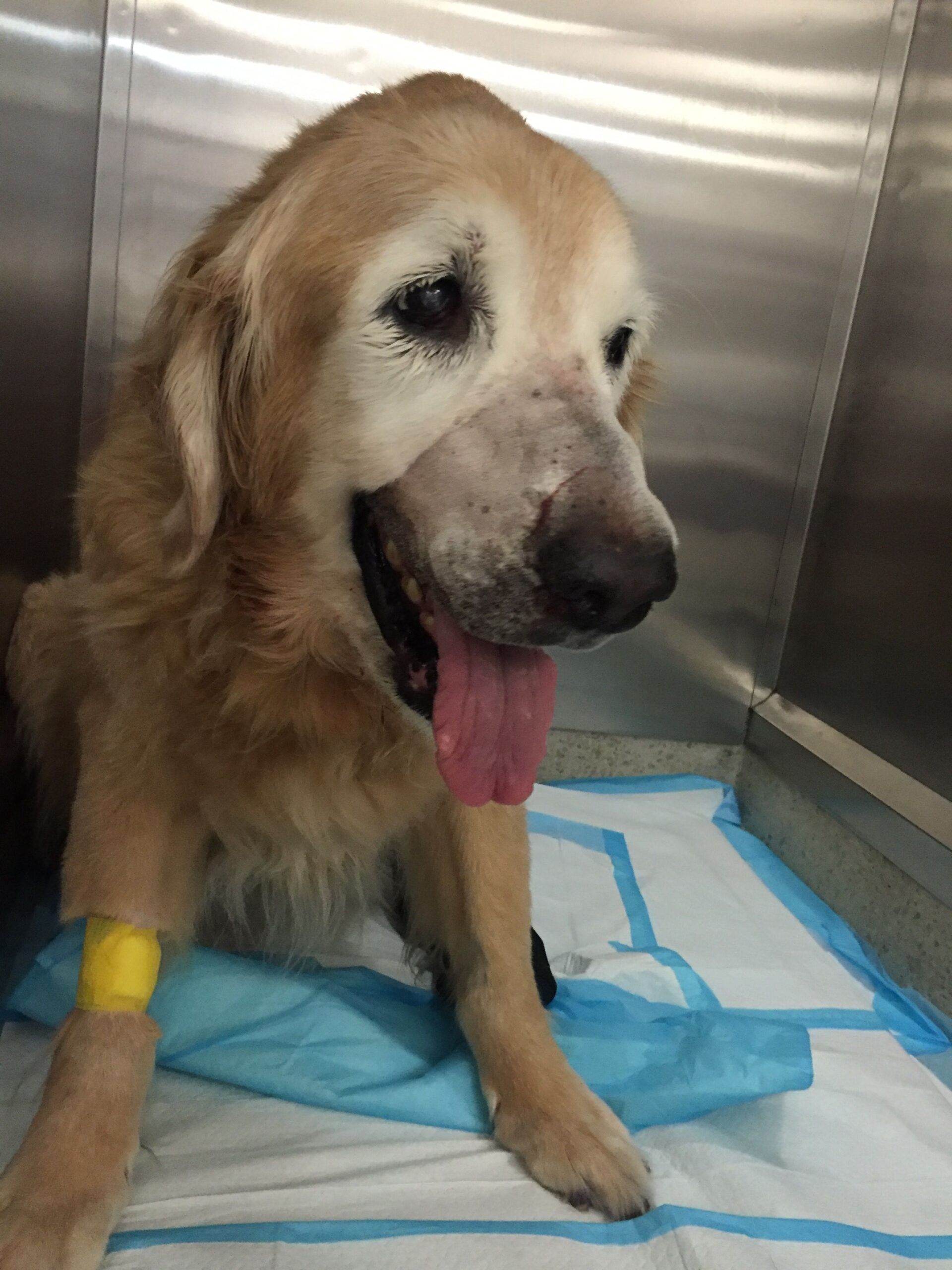 Berkeley the dog with tongue out and nose shaved after surgery