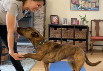exercise with dog