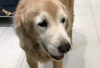 Berkeley the golden retriever looking happy in the AMC waiting room