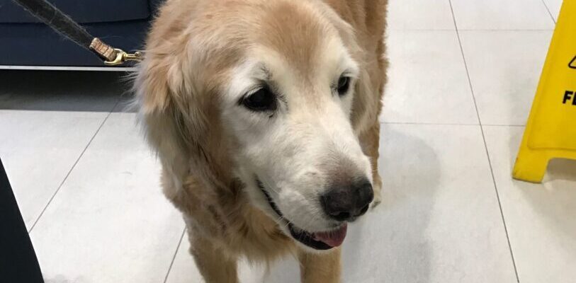 Berkeley the golden retriever looking happy in the AMC waiting room