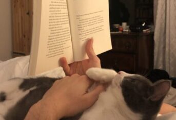 A cat reading a book