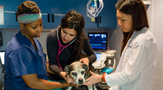 animal medical center of seattle jobs