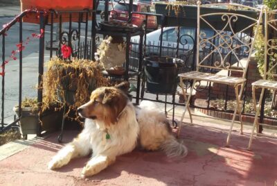 A dog sitting in the sun