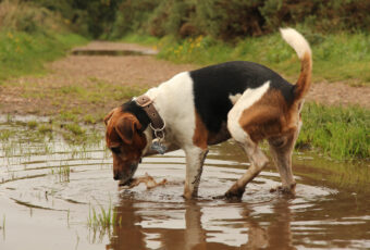 Dog drinking from puddle