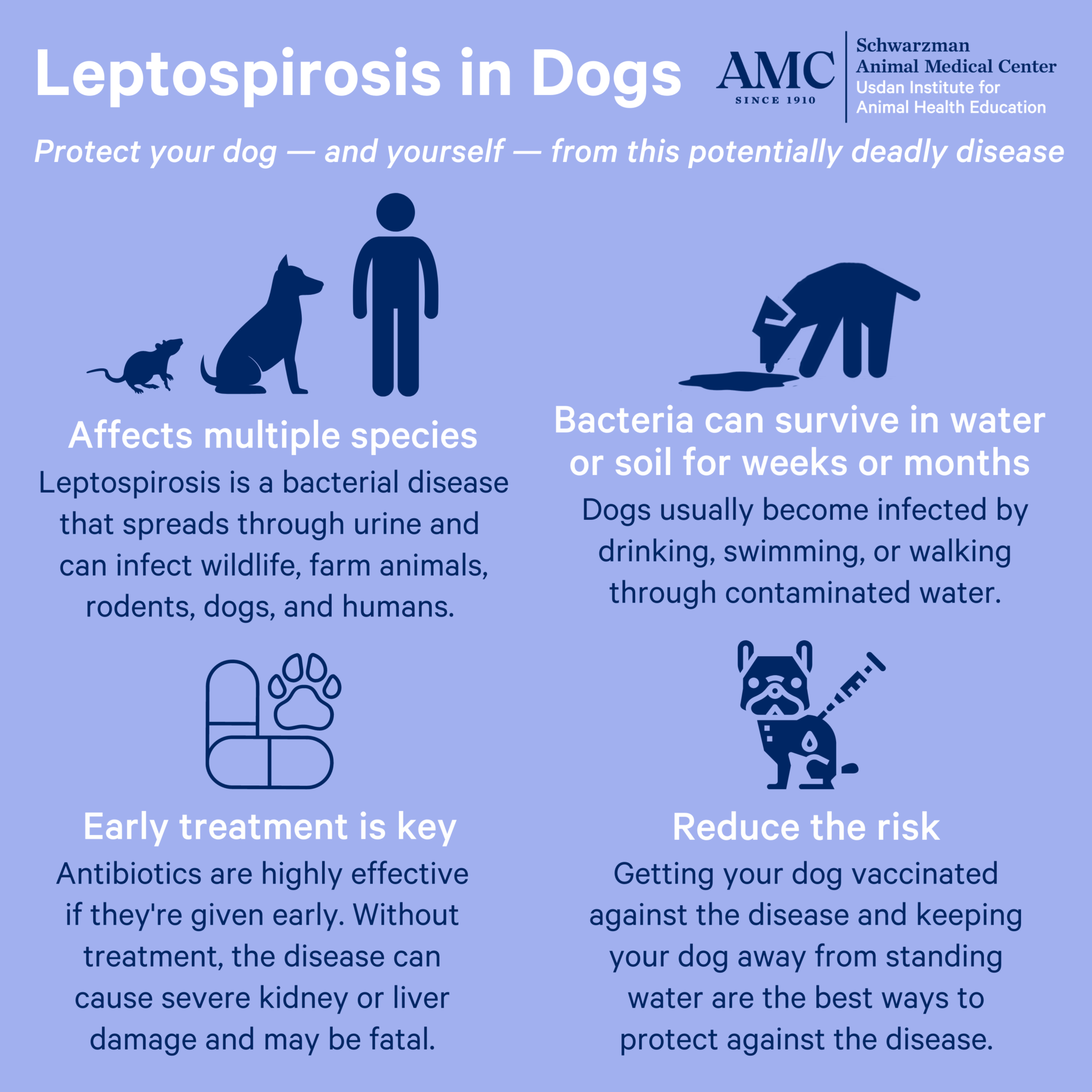 Leptospirosis in Dogs: Signs, Treatments, and Prevention
