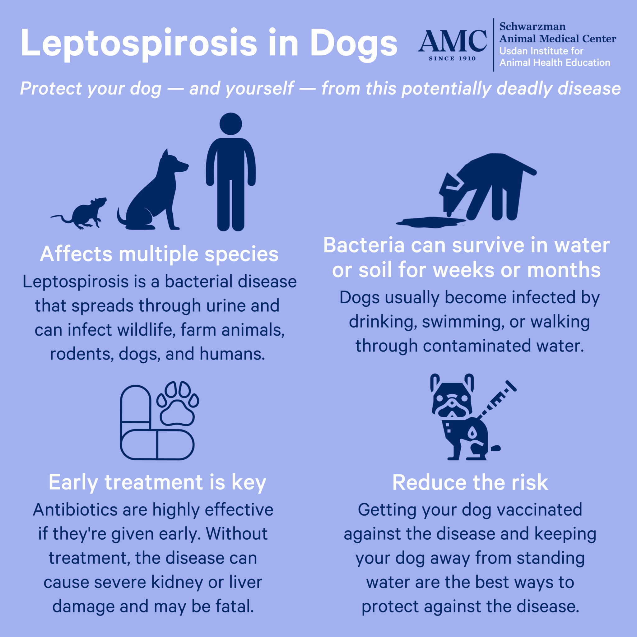 how do they test for leptospirosis in dogs