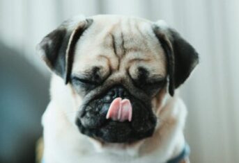A pug licking its nose