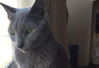 Wynton the cat sitting next to a closed window at home looking outside