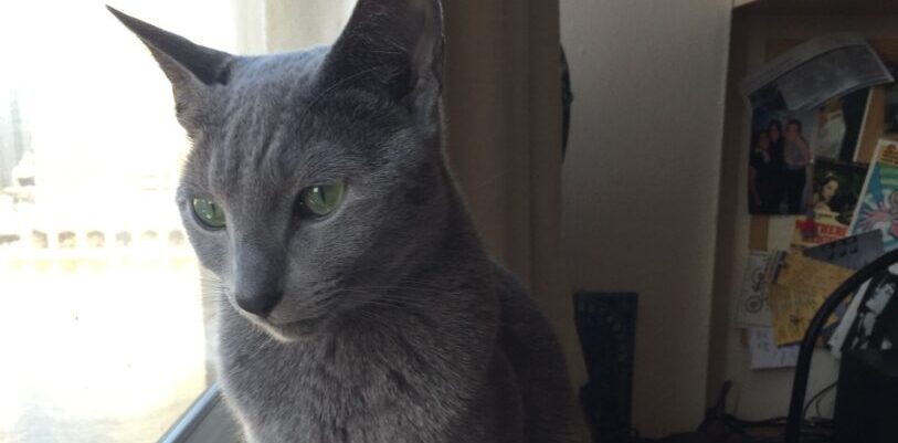 Wynton the cat sitting next to a closed window at home looking outside