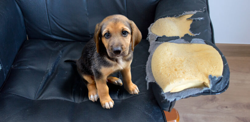 Dog sitting on couch with the fabric on the arm chewed up