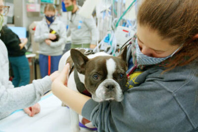 Veterinarians examine a dog