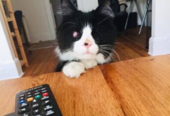A blind cat