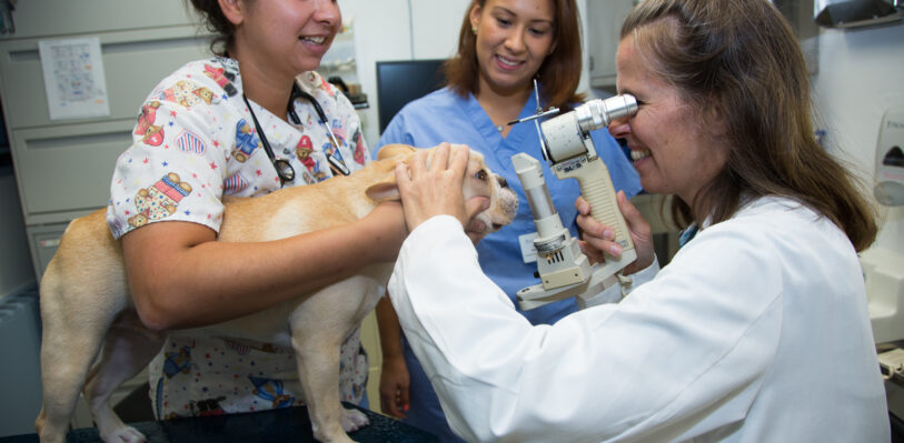 Dr. van der Woerdt performing an eye exam on a dog