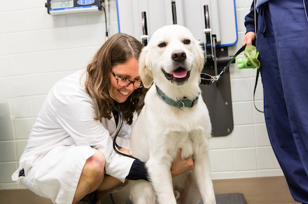 Dr. Ann Hohenhaus examining a dog