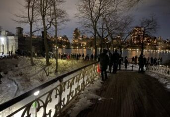 A crowd in Central Park to watch Barry the Barred Owl