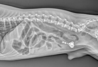 An x-ray of an earbud in a dog's stomach