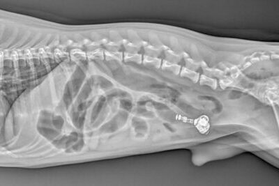 An x-ray of an earbud in a dog's stomach