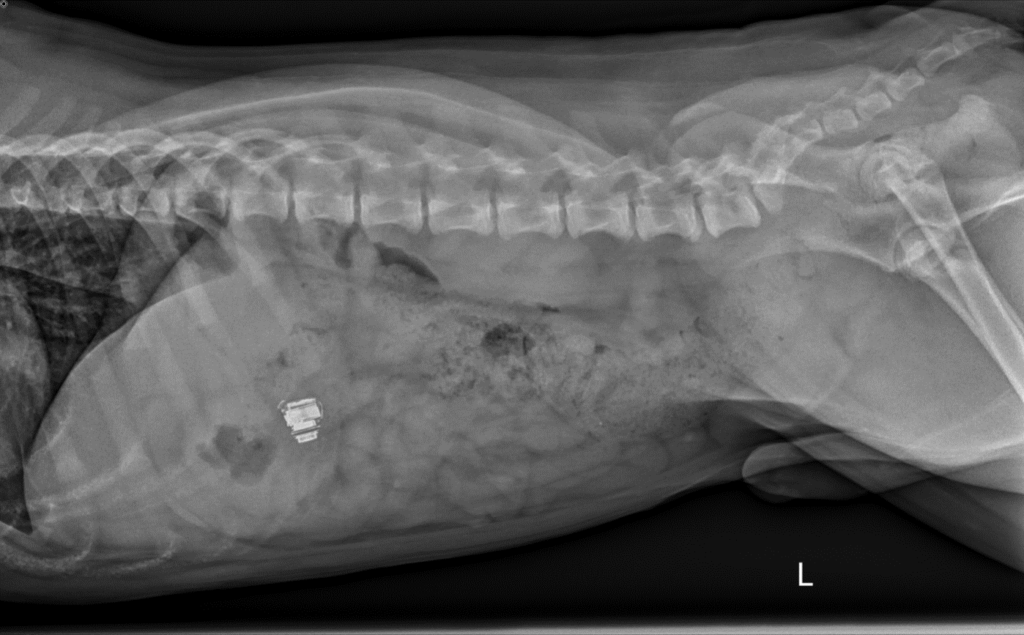 An x-ray of an earbud in a dog's stomach