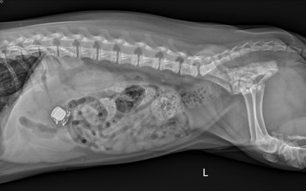 An x-ray of an earbud in a dog's stomach