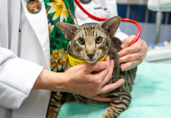 A cat being examined