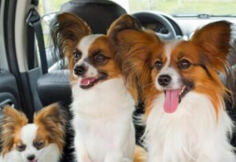 Three dogs in a car