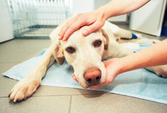 Dog in veterinary clinic