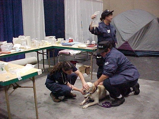 Veterinary professional work up a search and rescue dog