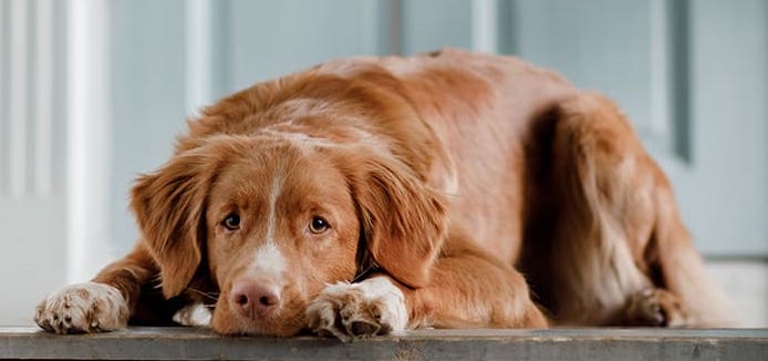 Addison's Disease (Hypoadrenocorticism) in Dogs - The Animal
