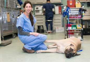 A veterinary professional with a dog