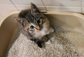 Cat in litter box