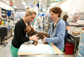Veterinarian examines a dog