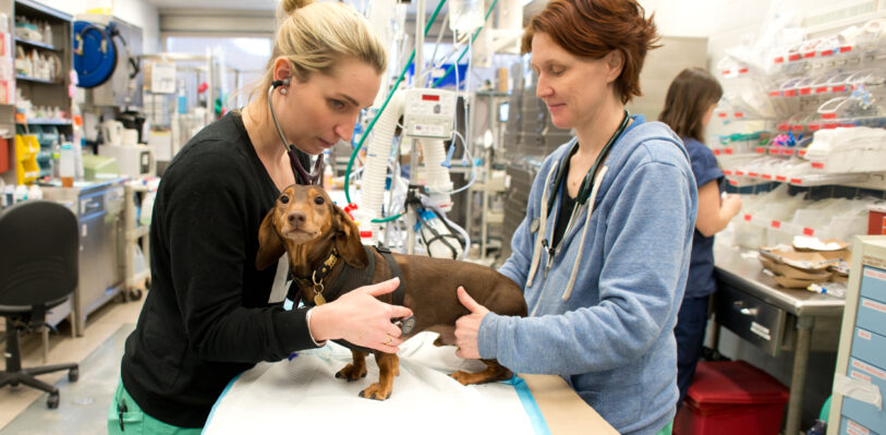 Veterinarian examines a dog