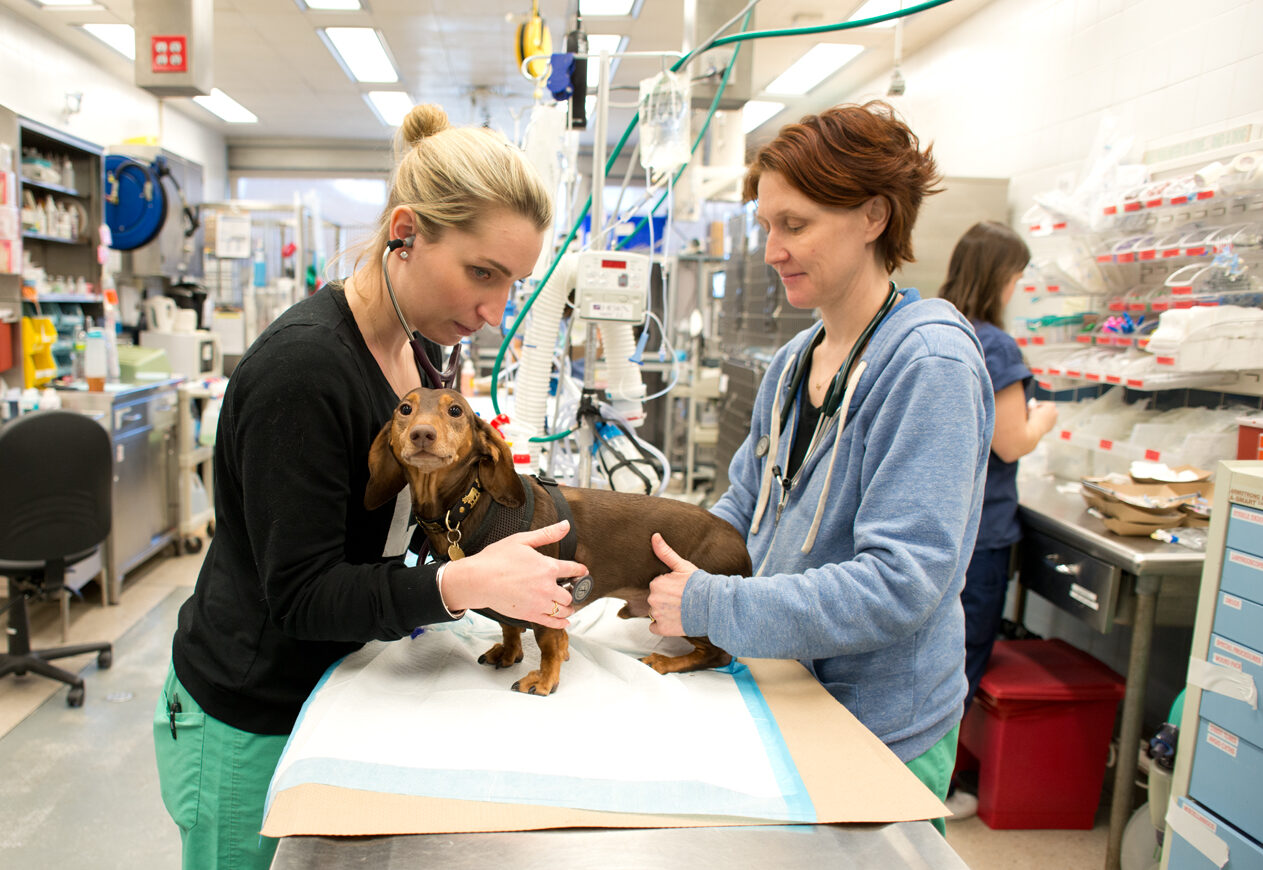 Veterinarian examines a dog