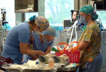 Veterinarians Performing a Procedure