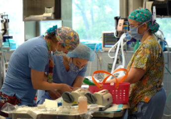 Veterinarians Performing a Procedure