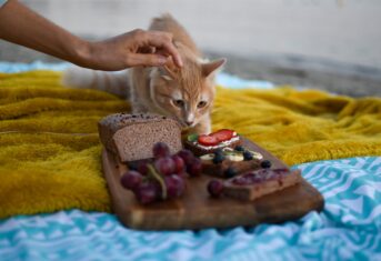 A cat eating from a cheese board