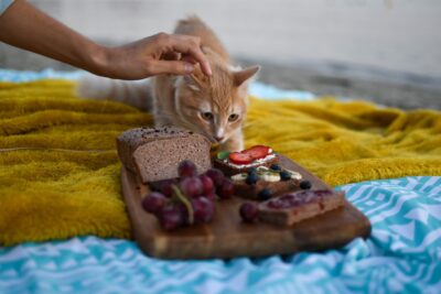 A cat eating from a cheese board