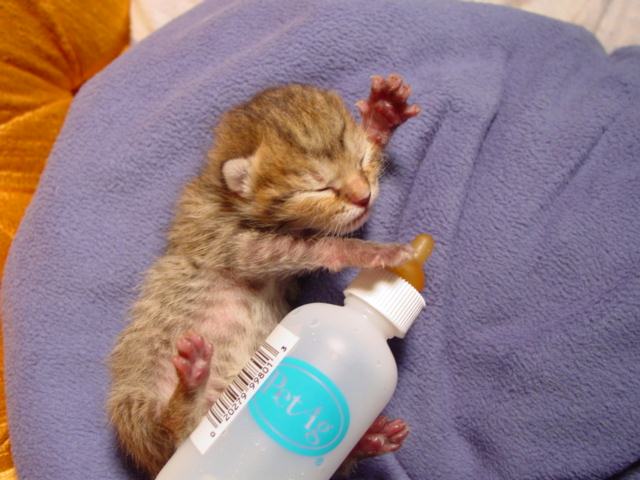 A kitten with a bottle