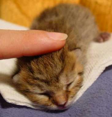 Petting a kitten