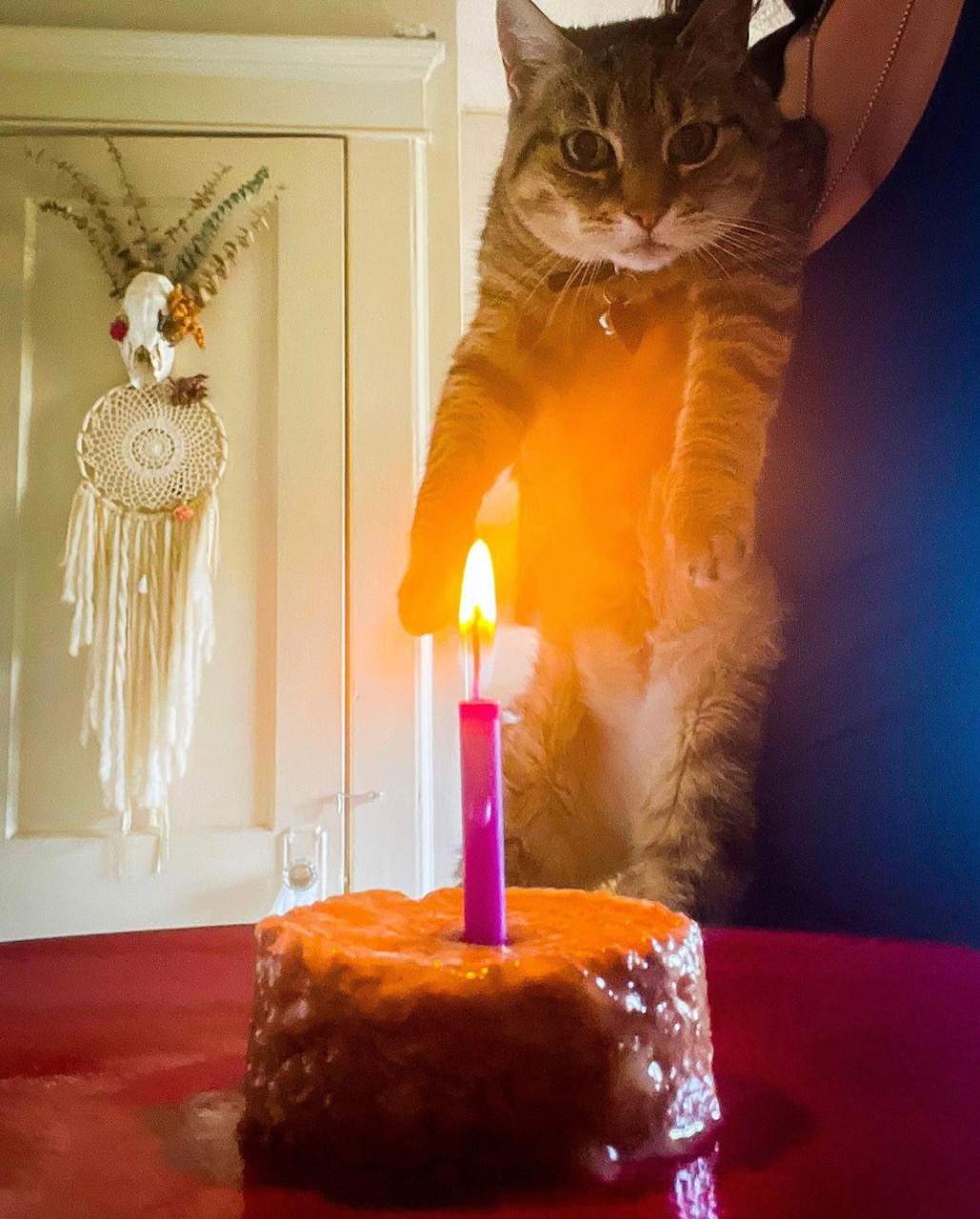 A cat with a birthday treat
