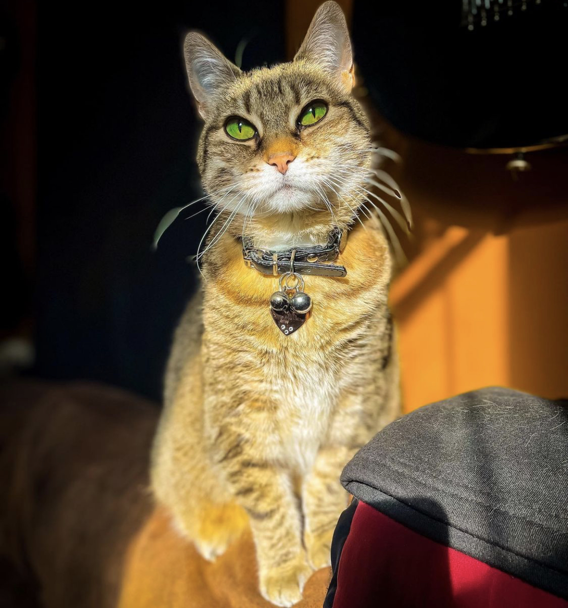 A cat in sunlight