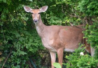 A white-tailed deer