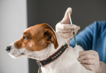 A dog receiving an injection