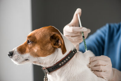 A dog receiving an injection