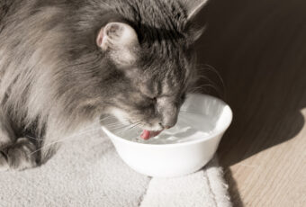 cat drinking water